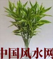 丽水十二生肖养什么植物最旺财运？你知道吗！