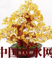 丽水买了招财植物却不能发财，是方位摆错了！